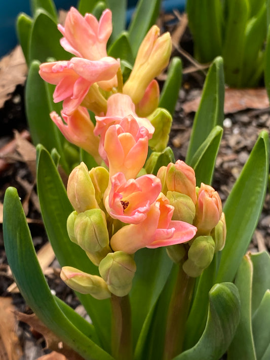Light pink hyacinth plant that is starting to bloom. Some blooms are open and some are not.
