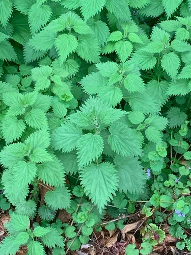 Who Knew? Nettle is Surprisingly Great!