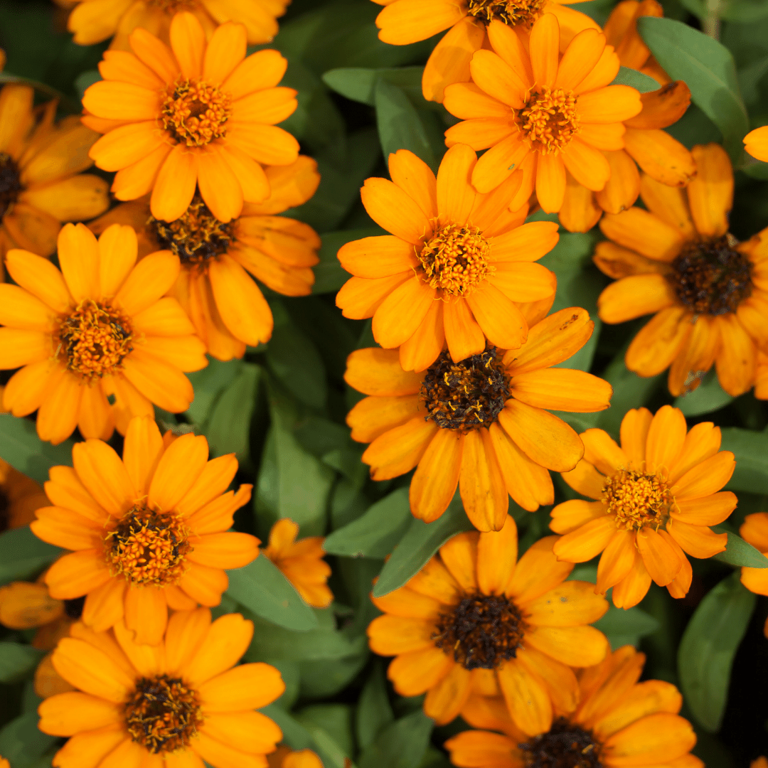 Concentrated Calendula Magic Oil